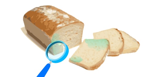 Molde Pan Experiment Mold Bread
